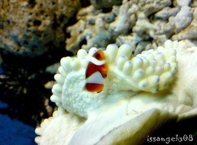 Nemo playing in an anemone! =)