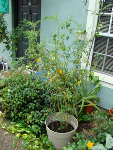 [DSC072222.jpg]