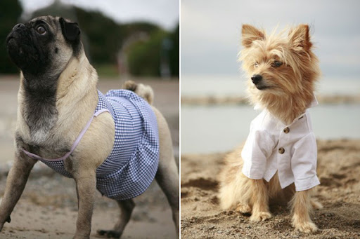 Trendy Dog Clothes rover dog stylish clothing 4 Trendy Dog Clothes