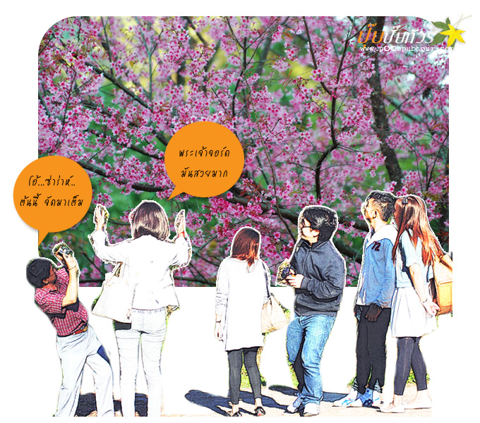 sakura_cartoon1.jpg