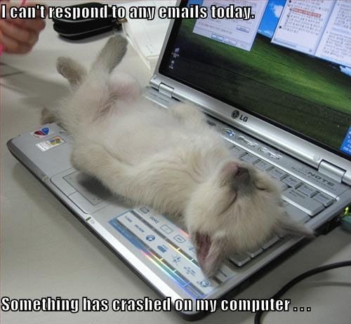 [cat on computer[3].jpg]