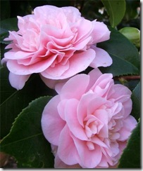pink-flower-camellia