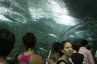 IMG_5541.JPG