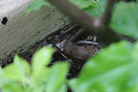 IMG_4935.JPG