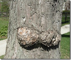 obscenetree