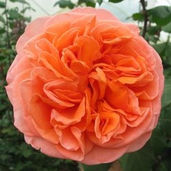 [Garden-Rose-Orange-Rene-Goscinny250x250[3].jpg]