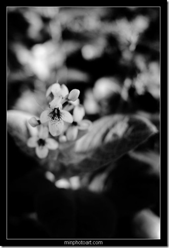 DSC_6867 DSC_6867