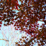 八塚ヶ谷紅葉公園 錦絵の如き小さな葉々が光に透ける （肉眼ではね...orz）