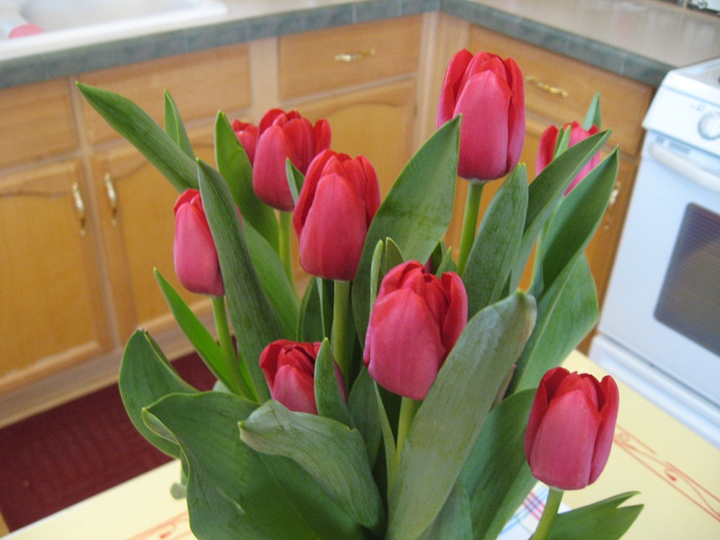 [Birthday Tulips First Day 3[4].jpg]