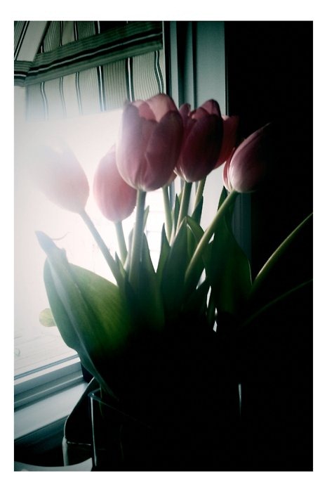 [tulips[3].jpg]