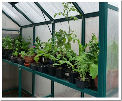 greenhouse inside