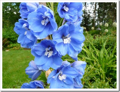 delphinium