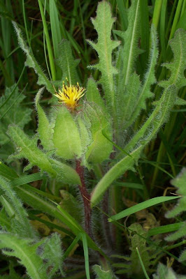 Blessed thistle Blessed thistle