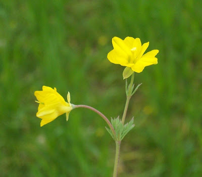 Cornacchina a foglie grandi Cornacchina a foglie grandi
