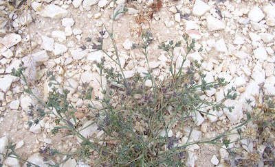 Bupleurum semicompositum,
Bupleuro alofilo,
Grey Hare's Ear