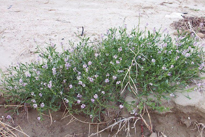 Cakile maritima,
European searocket,
Ravastrello marittimo,
sea rocket Cakile maritima,
European searocket,
Ravastrello marittimo,
sea rocket