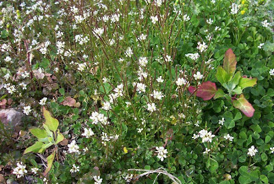 Hairy bittercress