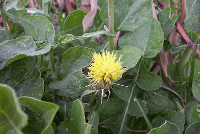 Centaurea nizzarda Centaurea nizzarda
