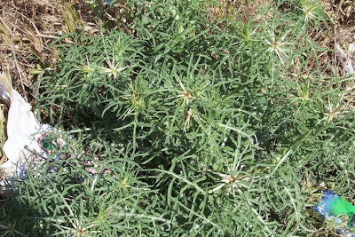 Calcatreppola