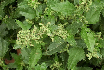 Nettle-leaf goosefoot
