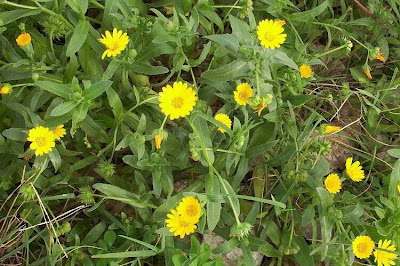 Calendula arvensis,
Acker-Ringelblume,
erva-vaqueira,
field marigold,
field-marigold,
Fiorrancio selvatico,
maravilla del campo,
souci des champs Calendula arvensis,
Acker-Ringelblume,
erva-vaqueira,
field marigold,
field-marigold,
Fiorrancio selvatico,
maravilla del campo,
souci des champs