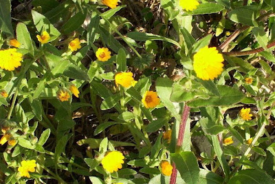 Calendula arvensis,
Acker-Ringelblume,
erva-vaqueira,
field marigold,
field-marigold,
Fiorrancio selvatico,
maravilla del campo,
souci des champs Calendula arvensis,
Acker-Ringelblume,
erva-vaqueira,
field marigold,
field-marigold,
Fiorrancio selvatico,
maravilla del campo,
souci des champs