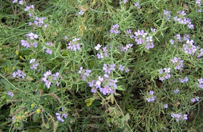 Cakile maritima,
European searocket,
Ravastrello marittimo,
sea rocket Cakile maritima,
European searocket,
Ravastrello marittimo,
sea rocket