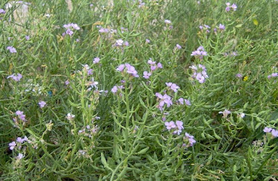 Cakile maritima,
European searocket,
Ravastrello marittimo,
sea rocket Cakile maritima,
European searocket,
Ravastrello marittimo,
sea rocket