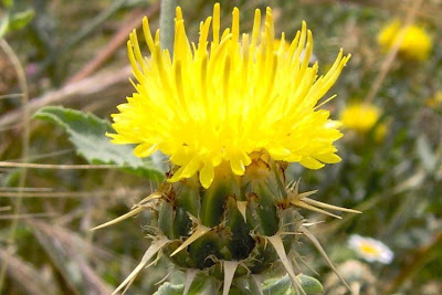 Centaurea nizzarda Centaurea nizzarda