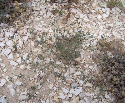 Bupleurum semicompositum,
Bupleuro alofilo,
Grey Hare's Ear