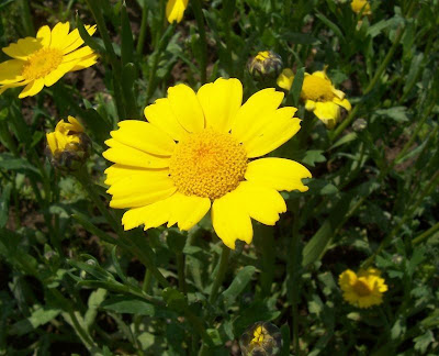 Saatwucherblume