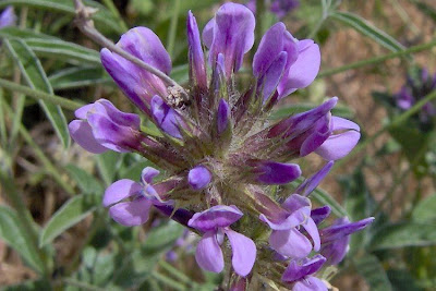 Arabian scurf-pea Arabian scurf-pea