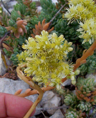 Pale Stonecrop