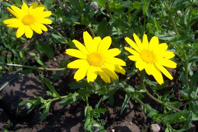 Saatwucherblume