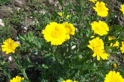 Saatwucherblume