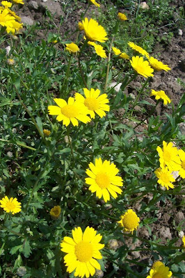 Saatwucherblume