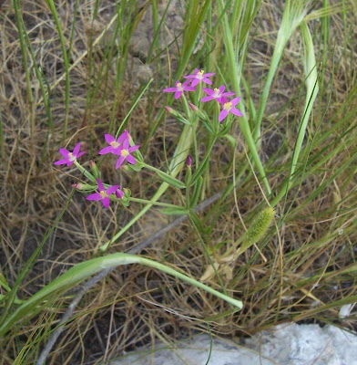 Branched centaury Branched centaury