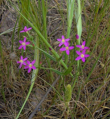 Branched centaury Branched centaury