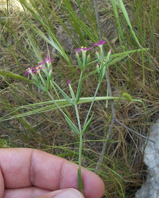 Branched centaury Branched centaury