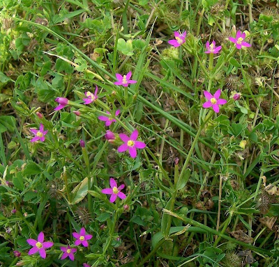 Branched centaury Branched centaury