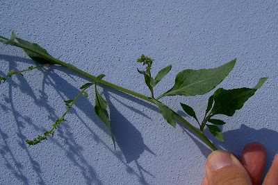 Beta maritima