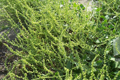 Beta maritima
