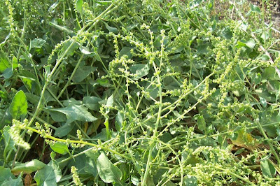 Common beet