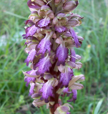 Barlia robertiana,
Barlia,
Giant Orchid