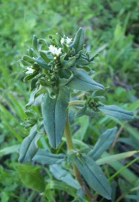 Buglossoides arvensis,
aljofareira,
corn gromwell,
corn-gromwell,
Erba-perla minore,
field gromwell,
pigeonweed Buglossoides arvensis,
aljofareira,
corn gromwell,
corn-gromwell,
Erba-perla minore,
field gromwell,
pigeonweed