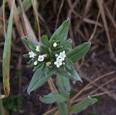 Buglossoides arvensis,
aljofareira,
corn gromwell,
corn-gromwell,
Erba-perla minore,
field gromwell,
pigeonweed Buglossoides arvensis,
aljofareira,
corn gromwell,
corn-gromwell,
Erba-perla minore,
field gromwell,
pigeonweed