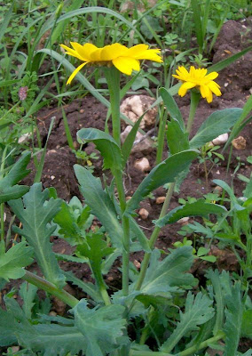 Saatwucherblume