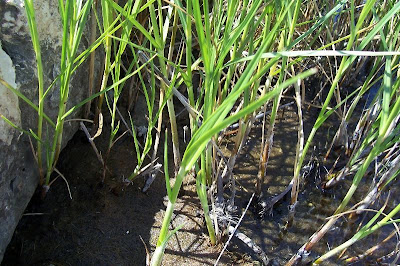 Bolboschoenus maritimus (L.) Palla