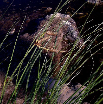 Bolboschoenus maritimus (L.) Palla