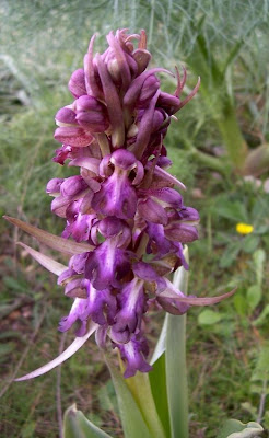 Barlia robertiana,
Barlia,
Giant Orchid